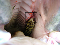 Wolf tooth extracted